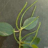 Peperomia leptostachya Hook. & Arn.